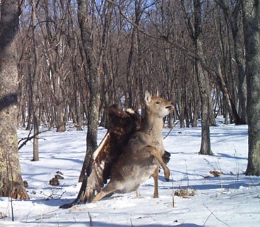 Deer vs Eagle